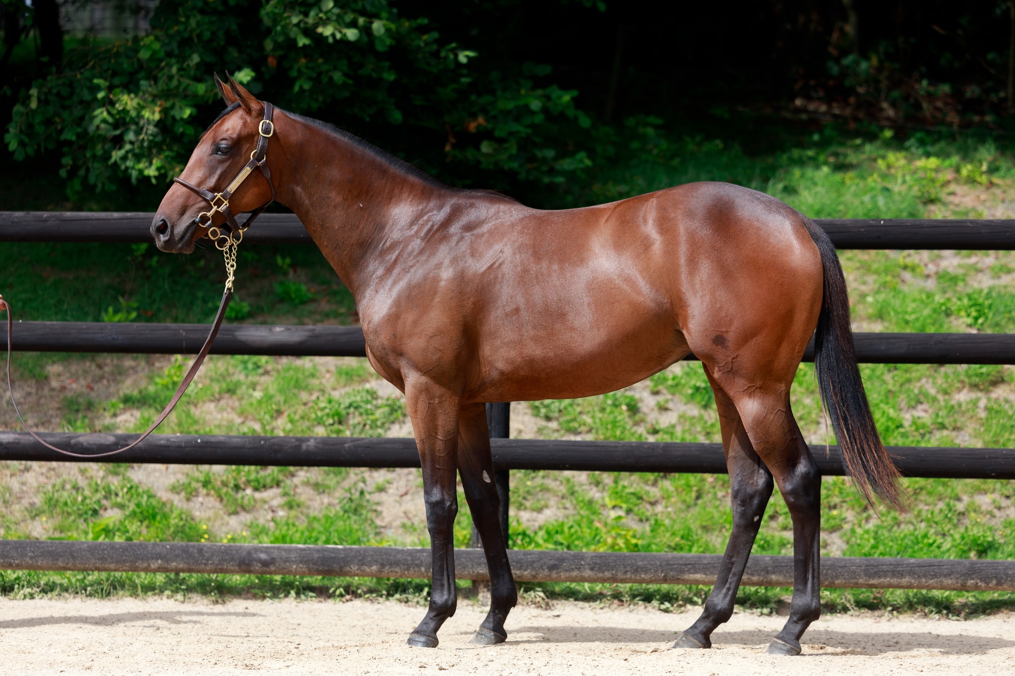 Zakončení dostihové sezóny v Praze